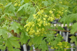 Acer Rubrum 'Pacific Sunset' — photo 4